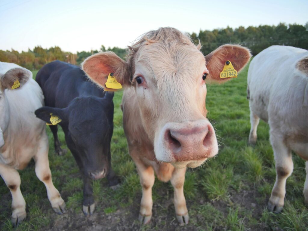 A group of cows with ear tags in a lush green pasture during summer.